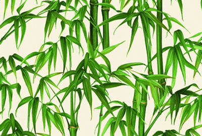 china bambus